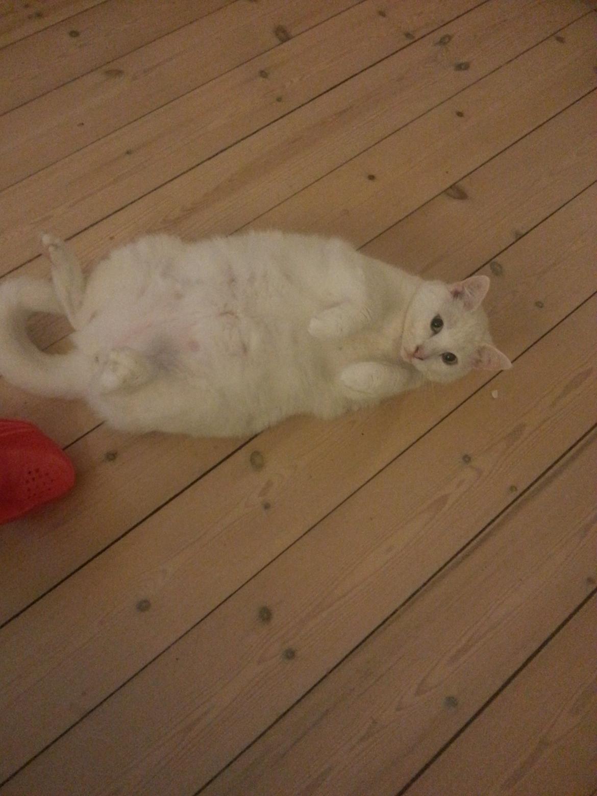 Huskat Milo - Ehhmm Vuf! billede 27