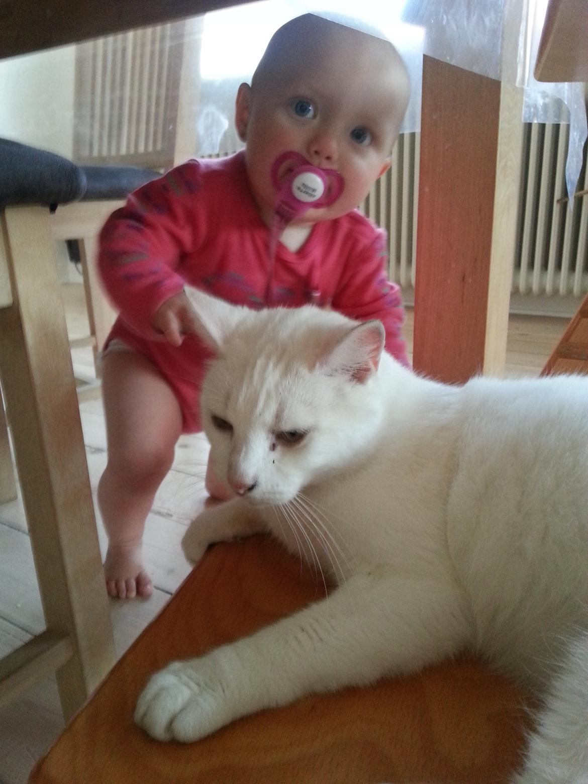 Huskat Milo billede 21