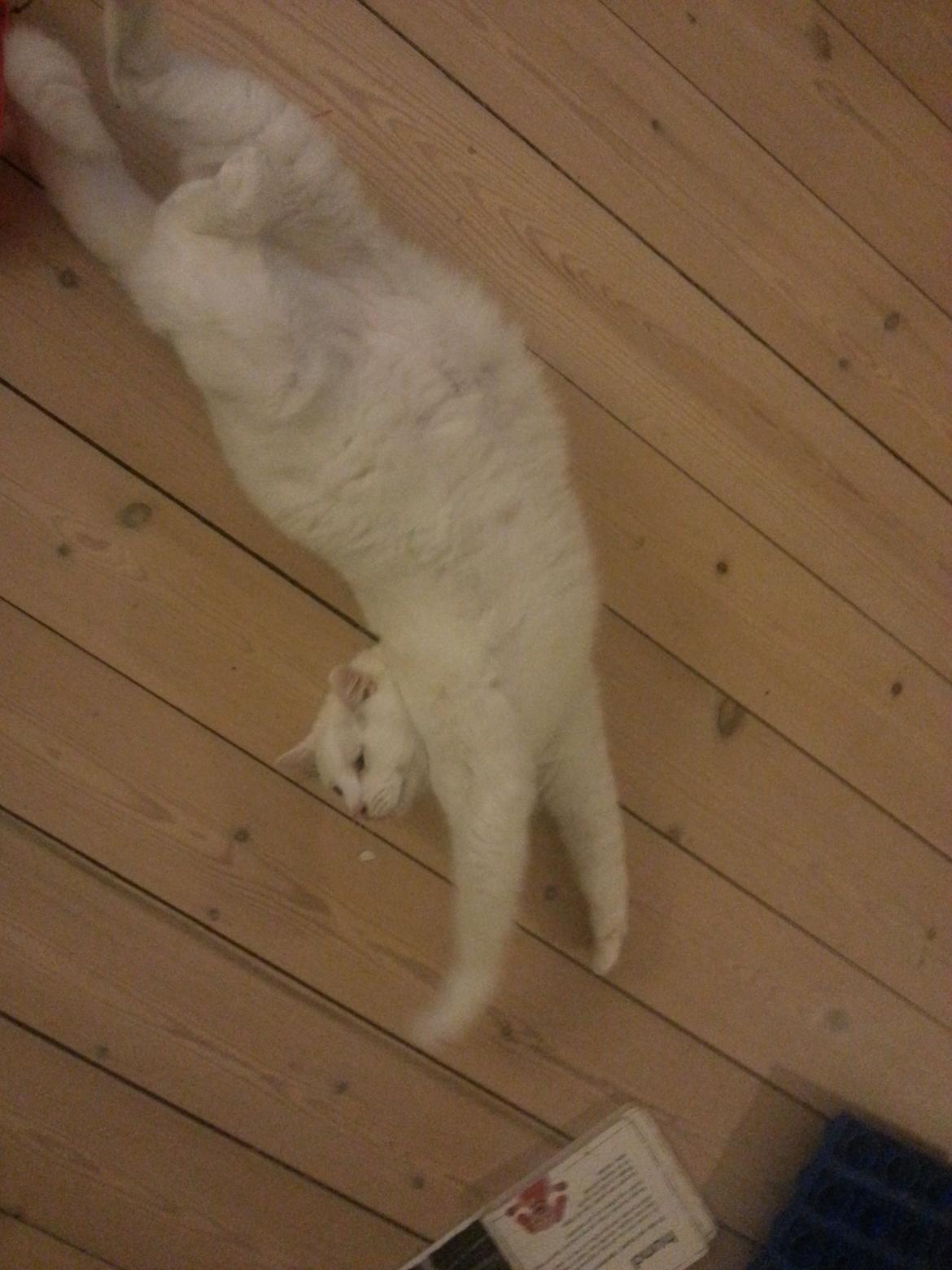 Huskat Milo - Stræææææææækker mig liiiiiiiige billede 29