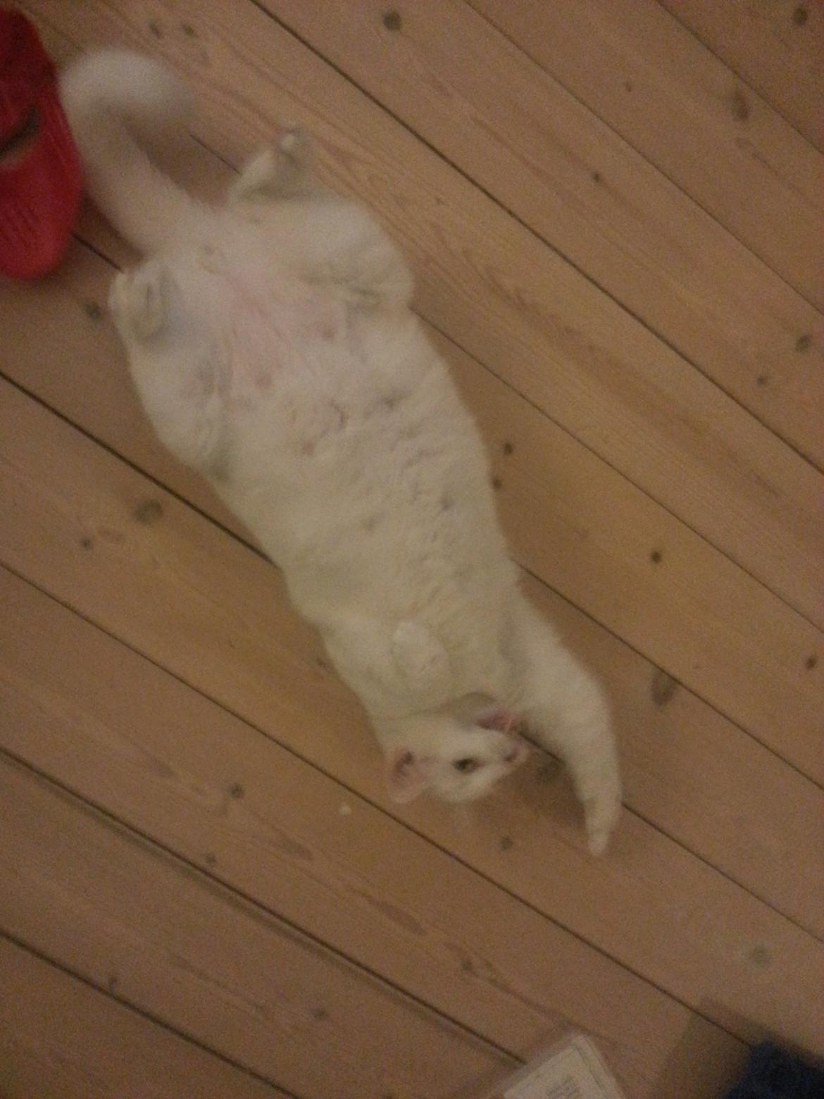 Huskat Milo - Ahhhhh billede 28