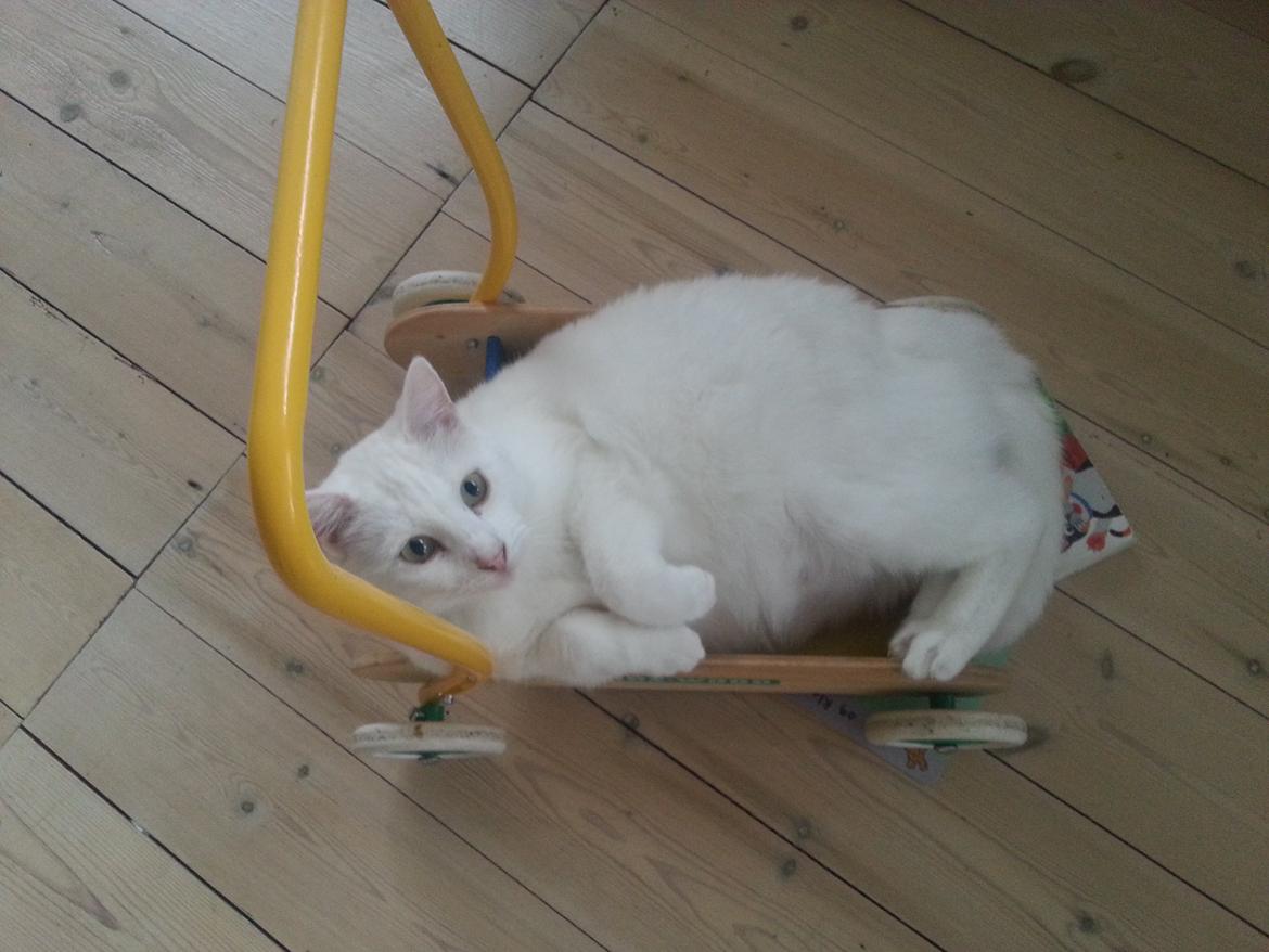 Huskat Milo - Hvad? Nej mor den fine seng du købte til mig gider jeg ikke... Legesager er meget bedre billede 31