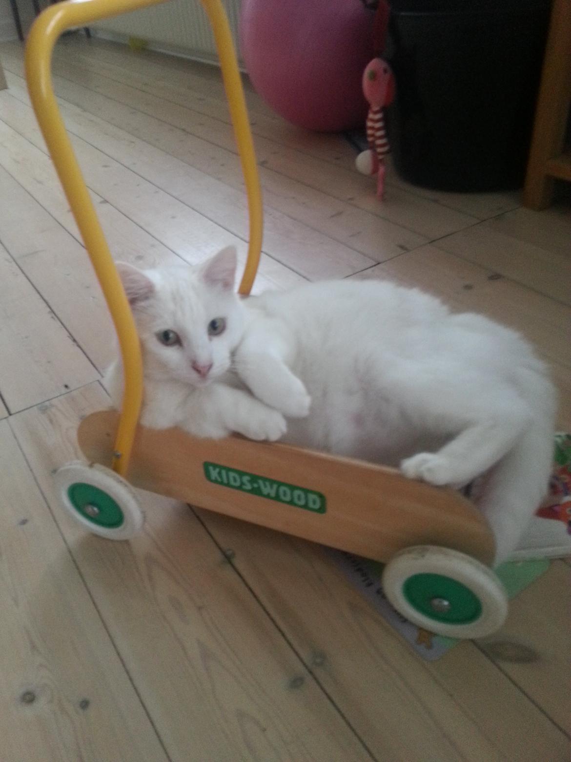 Huskat Milo billede 32