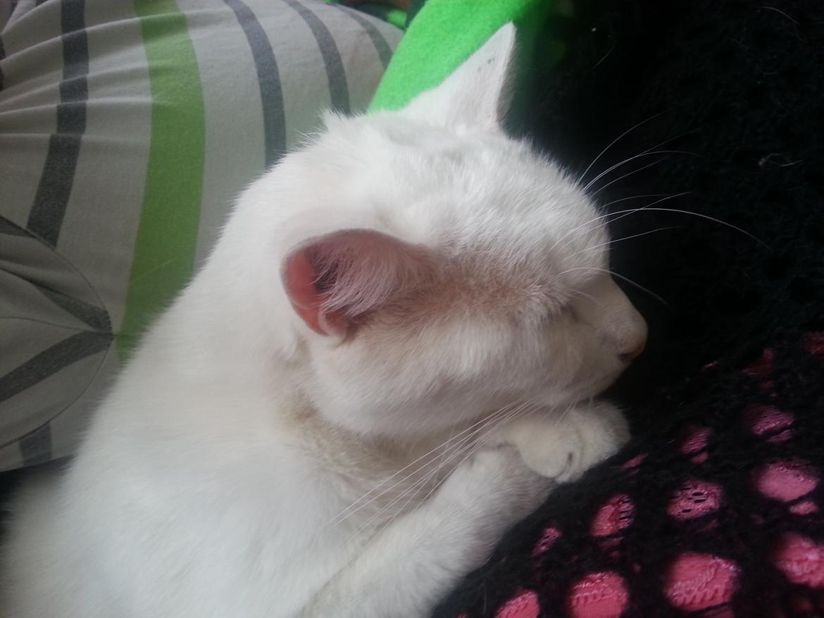 Huskat Milo billede 33