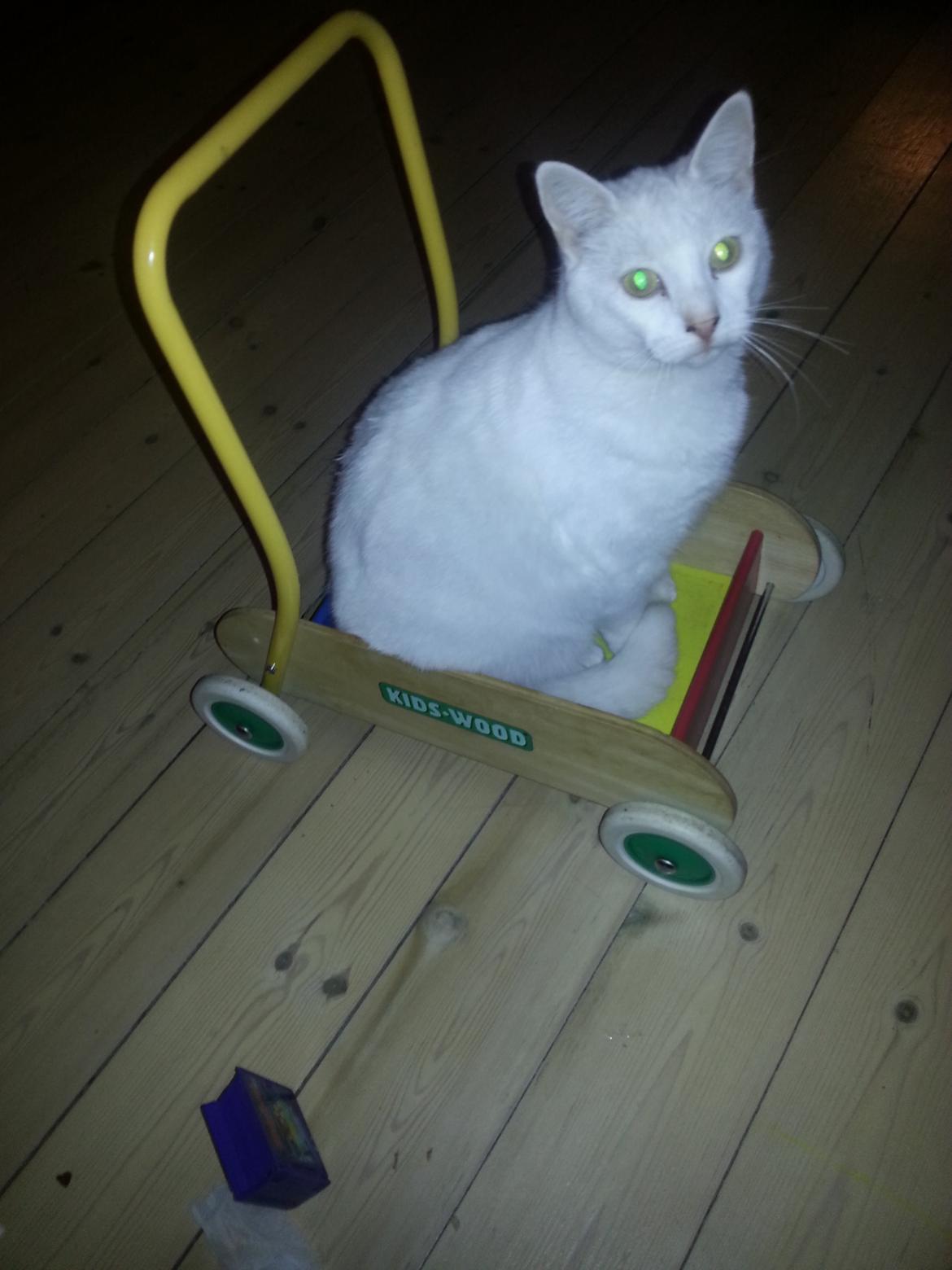 Huskat Milo billede 30