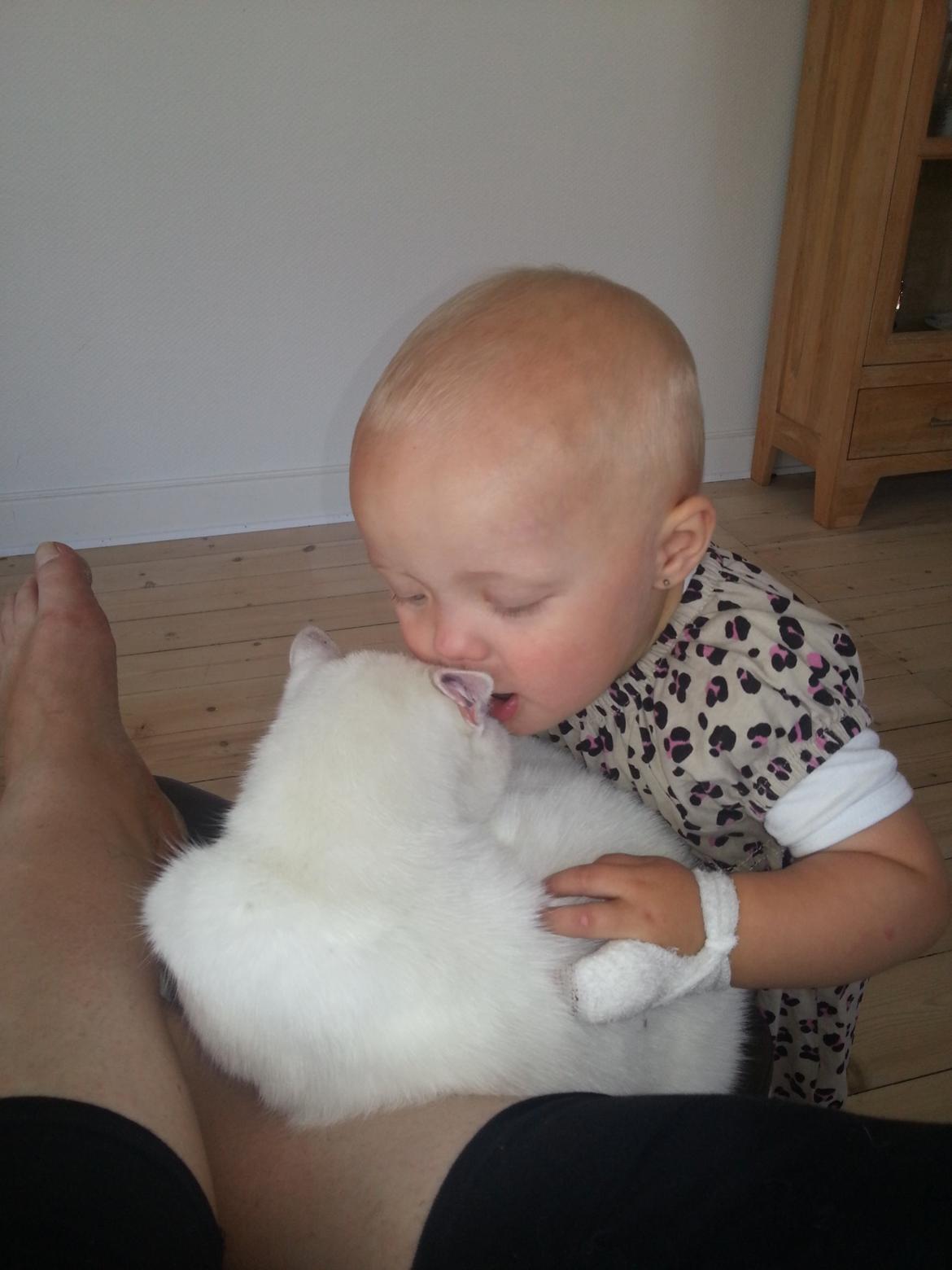 Huskat Milo - Mmm et bette mys billede 36