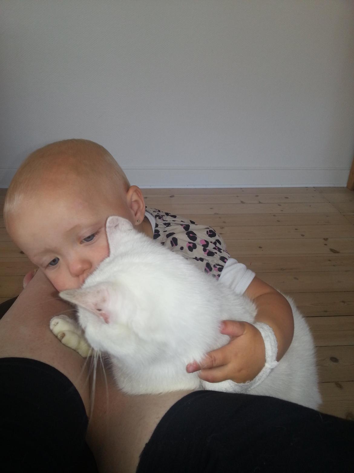 Huskat Milo - VIl du have en mysse rmere Milo? billede 37