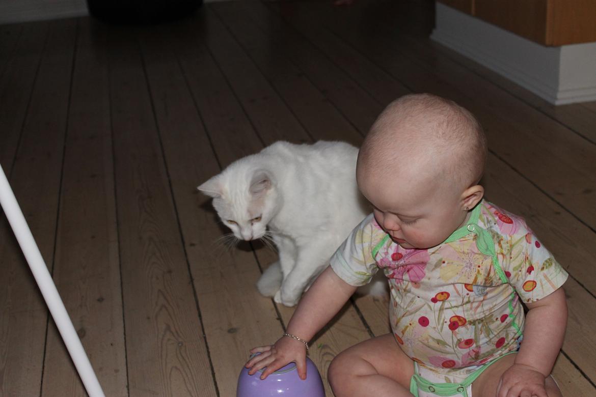 Huskat Milo billede 38