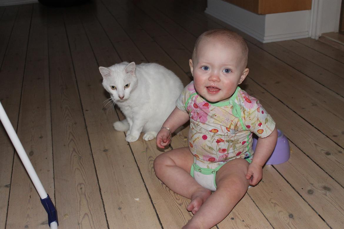 Huskat Milo billede 39