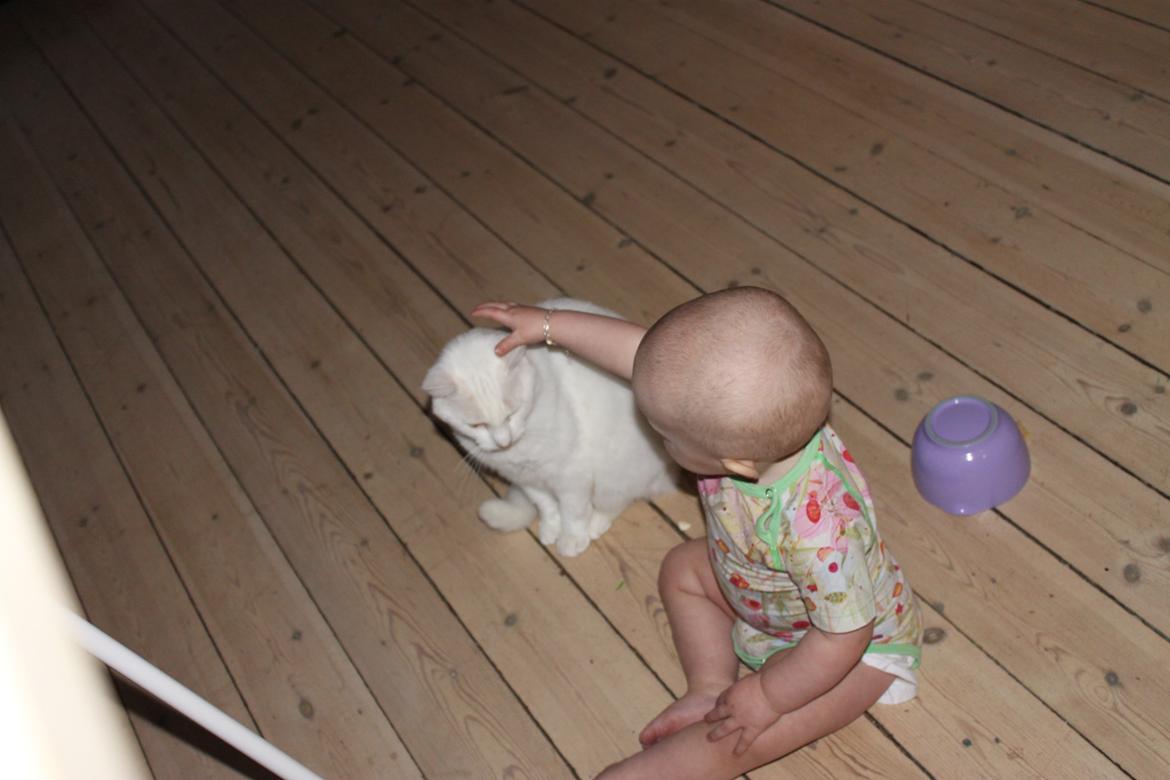 Huskat Milo billede 40