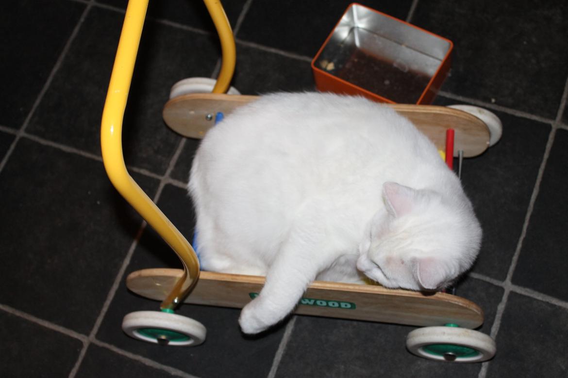 Huskat Milo - Ja ja jeg ved sengen var dyr, men jeg ligger bare så godt billede 41