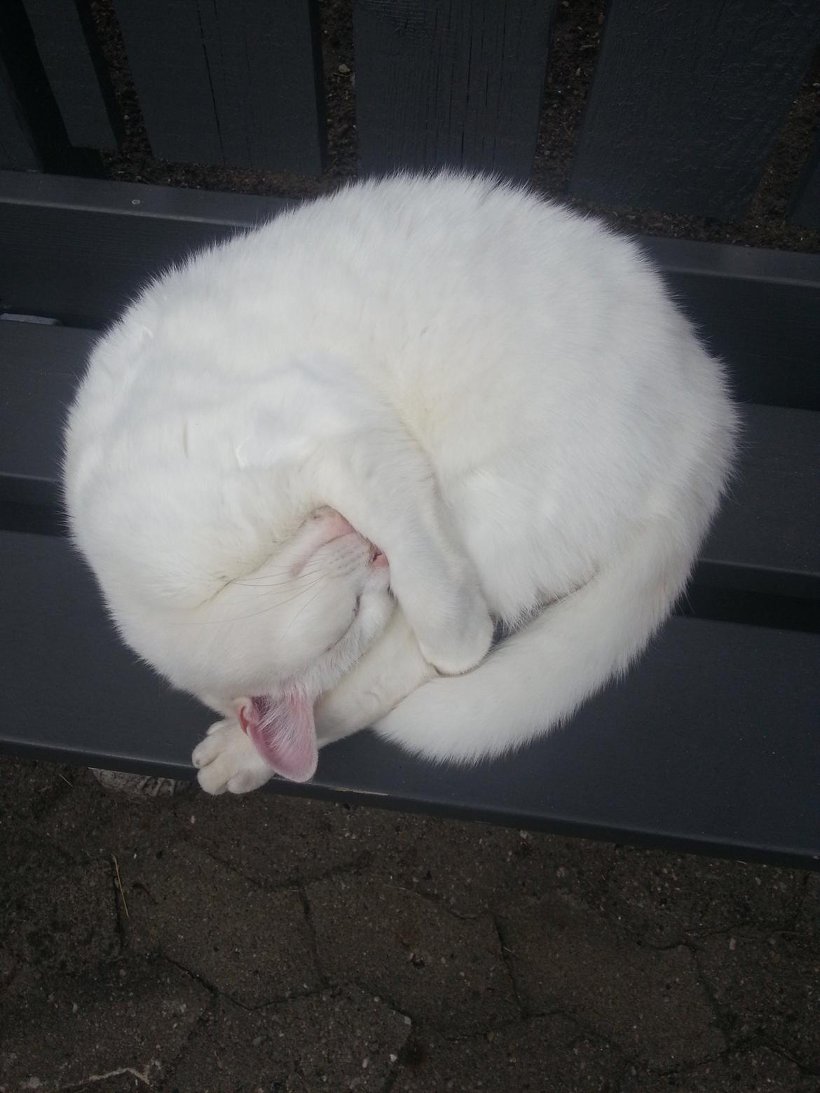 Huskat Milo billede 35