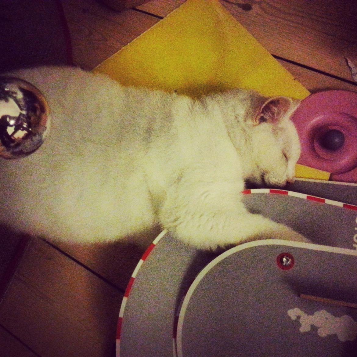 Huskat Milo - At bruge hele juleaften under juletræet er SÅ hårdt - så relaxer lige på en af julegaverne ;) billede 43