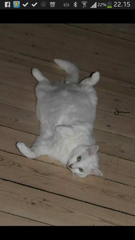 Huskat Milo billede 1