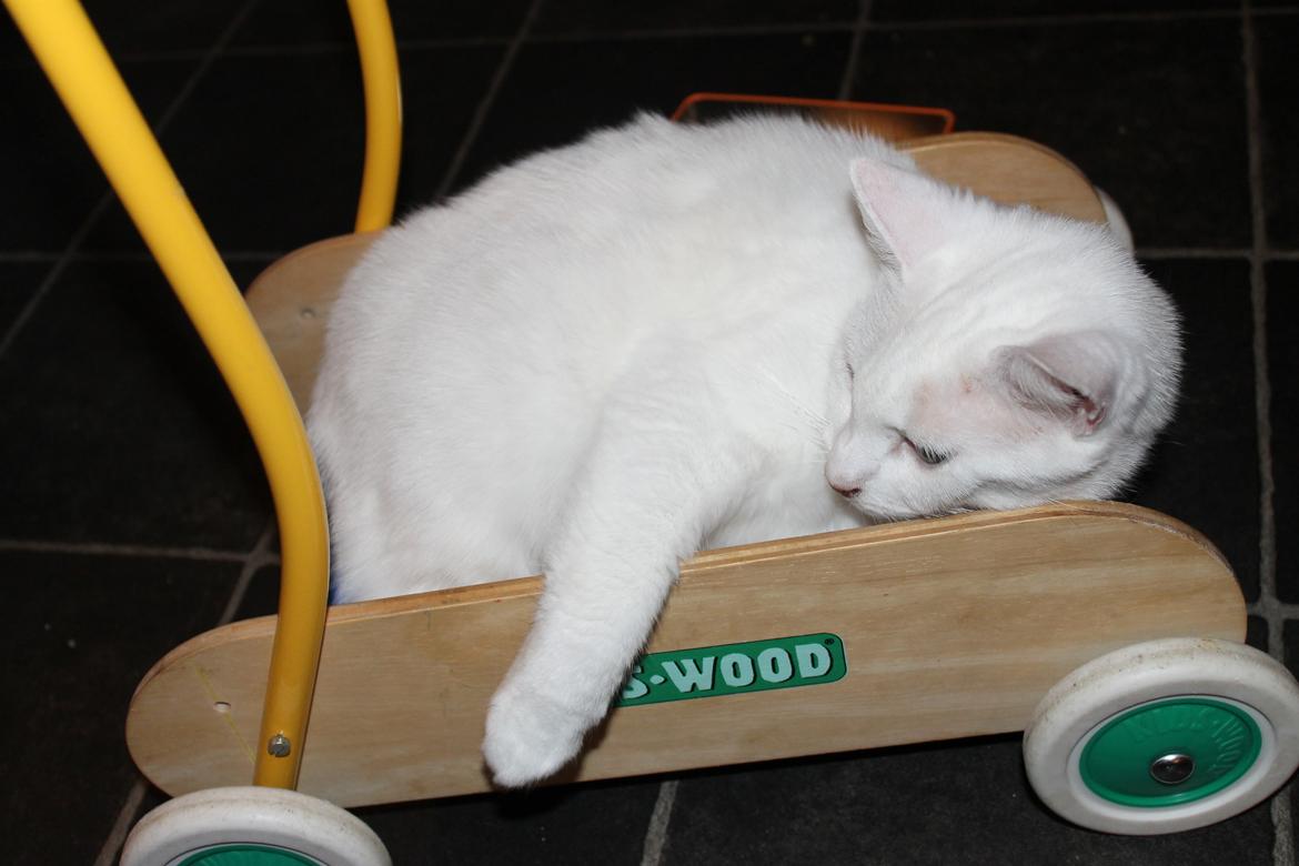 Huskat Milo billede 42