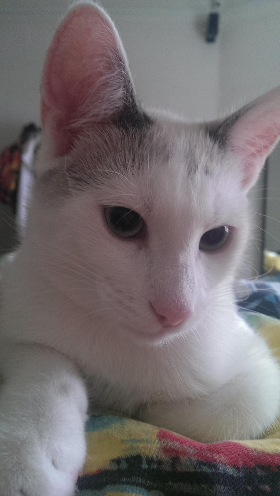 Blanding af racer Rhaegar billede 17