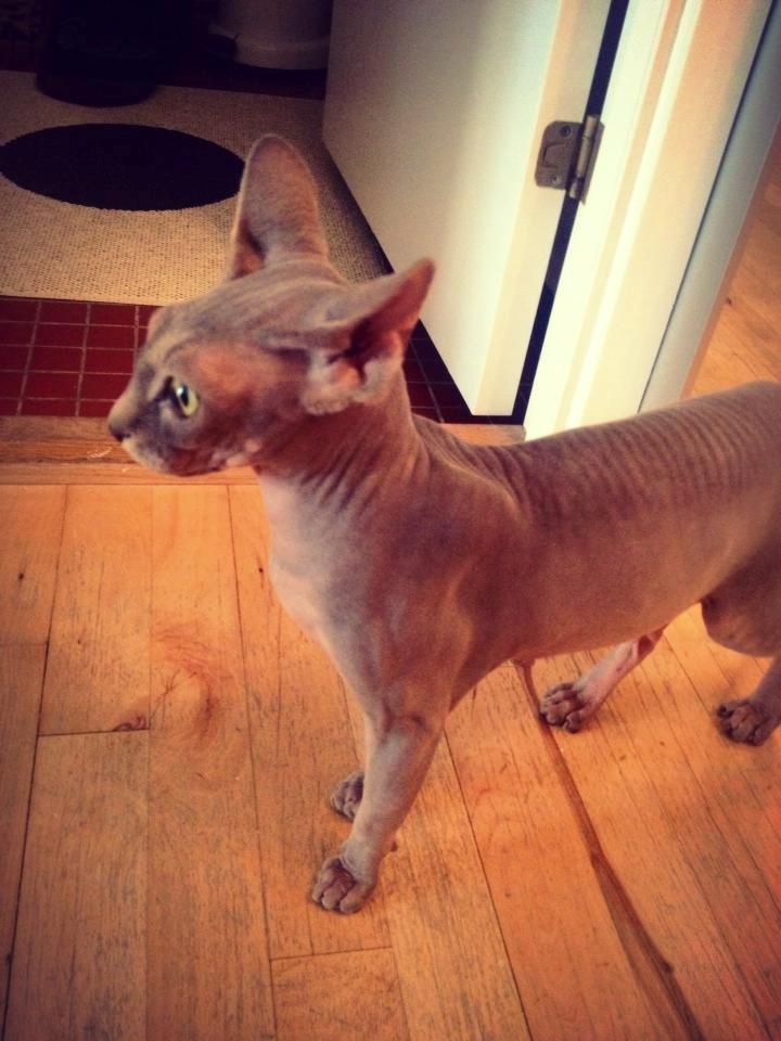 Sphynx Ramses billede 13