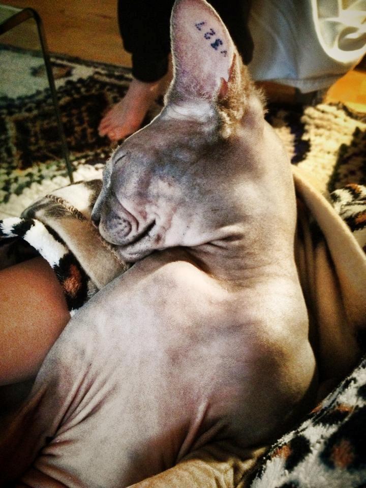 Sphynx Ramses billede 8