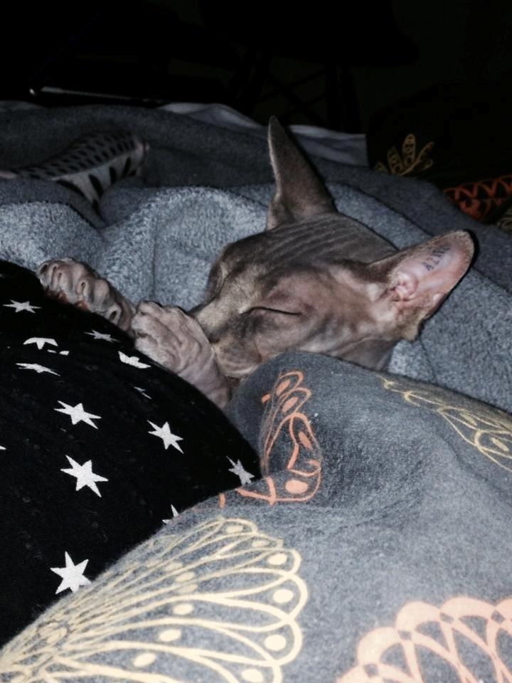 Sphynx Ramses billede 10