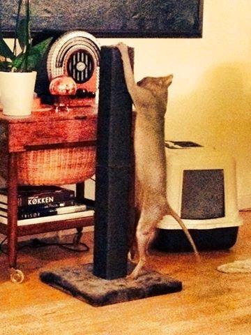 Sphynx Ramses billede 11