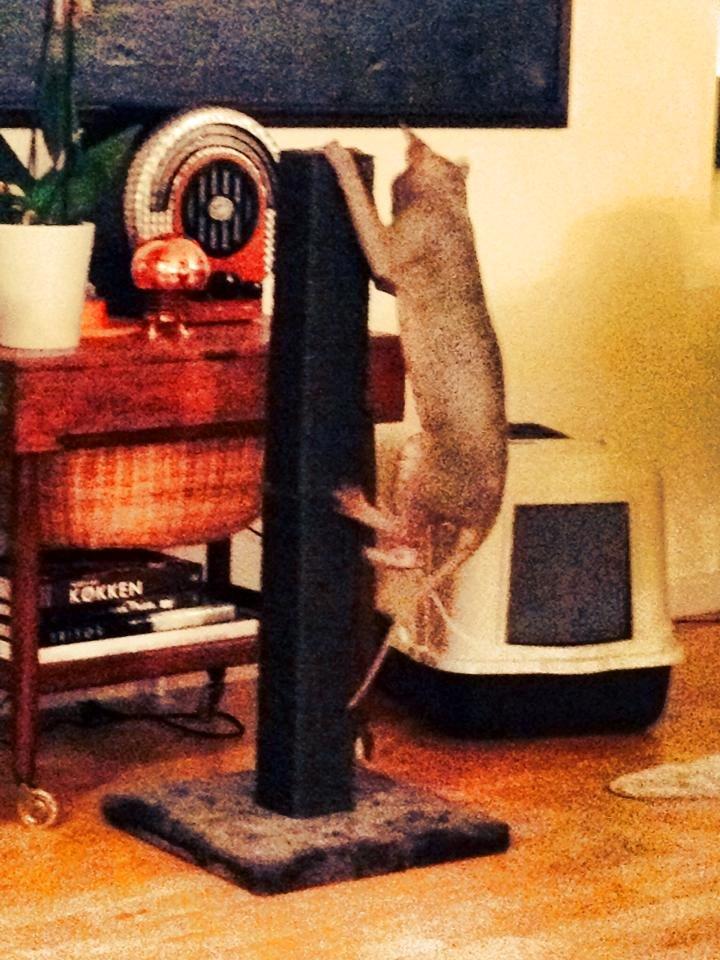 Sphynx Ramses billede 12