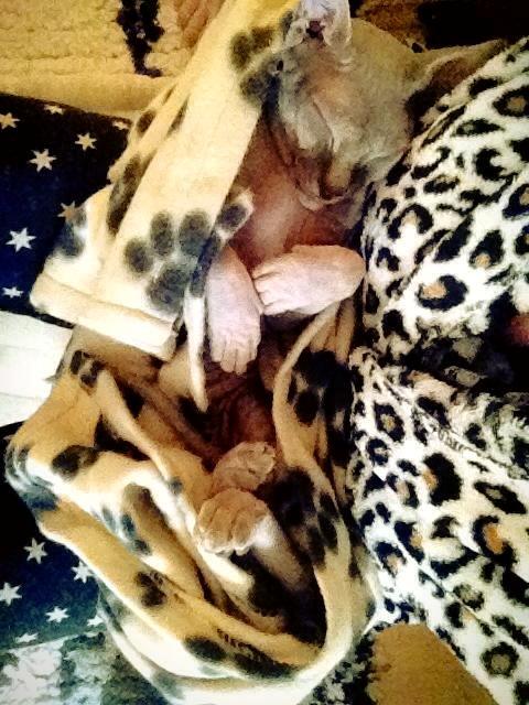 Sphynx Ramses billede 9