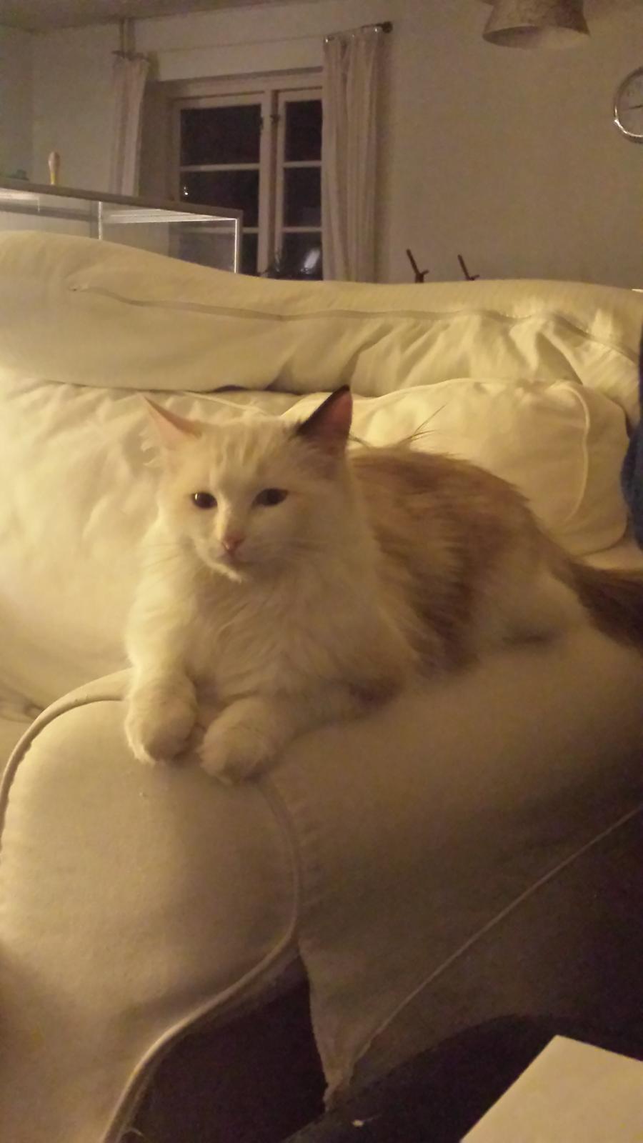 Ragdoll Fersken billede 7