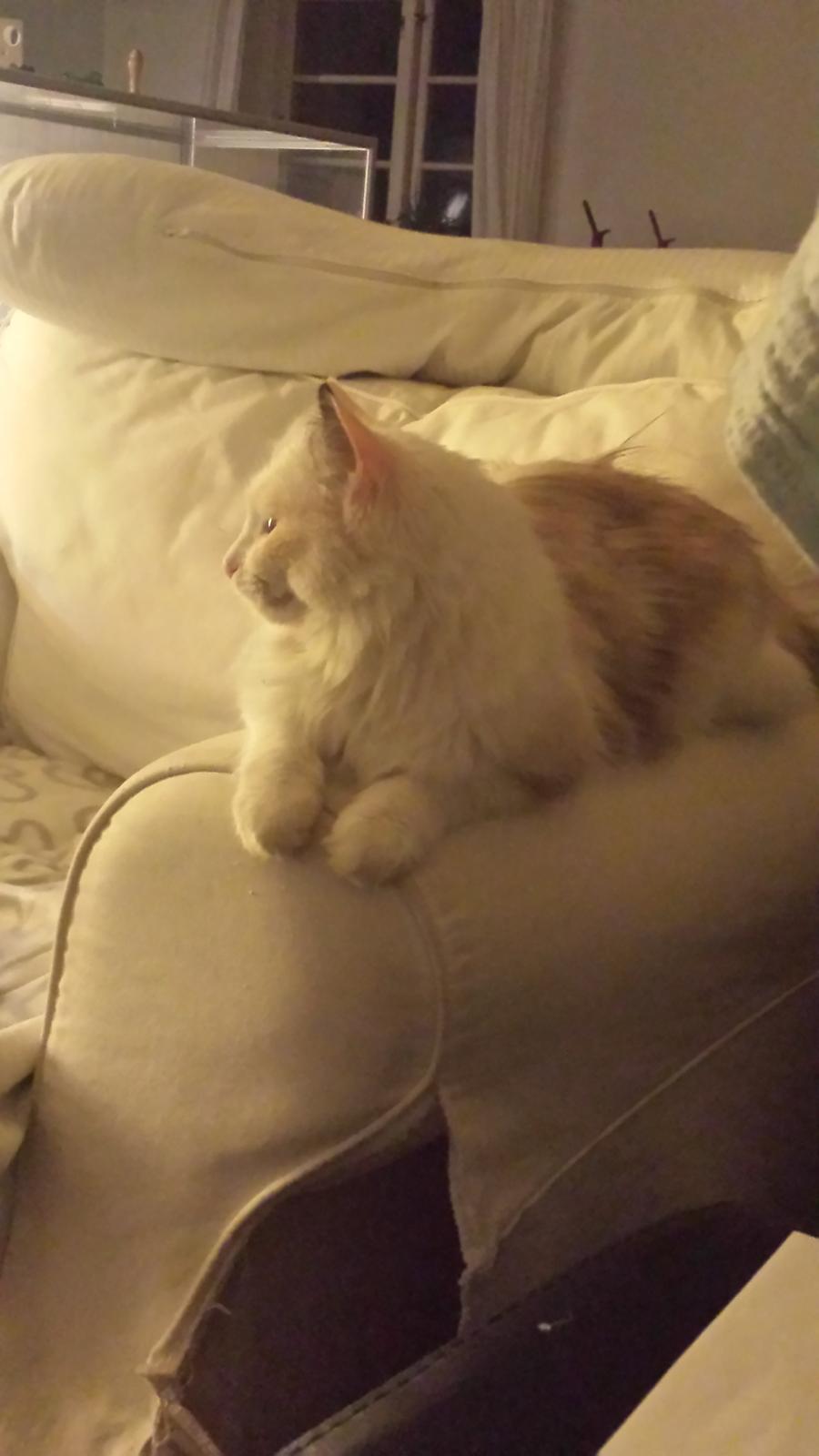 Ragdoll Fersken billede 8