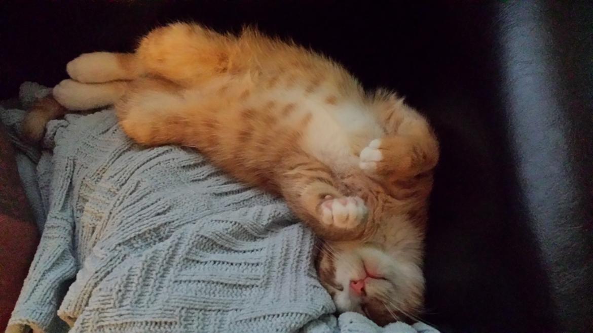 Huskat Vimse billede 7