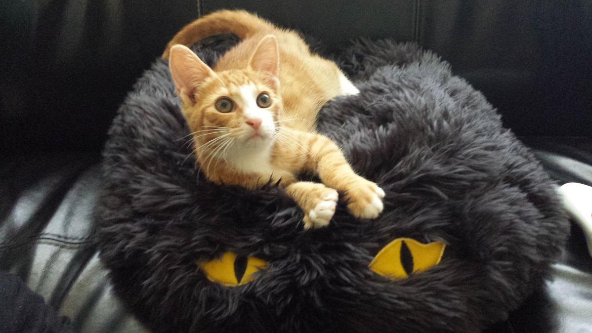 Huskat Vimse billede 8