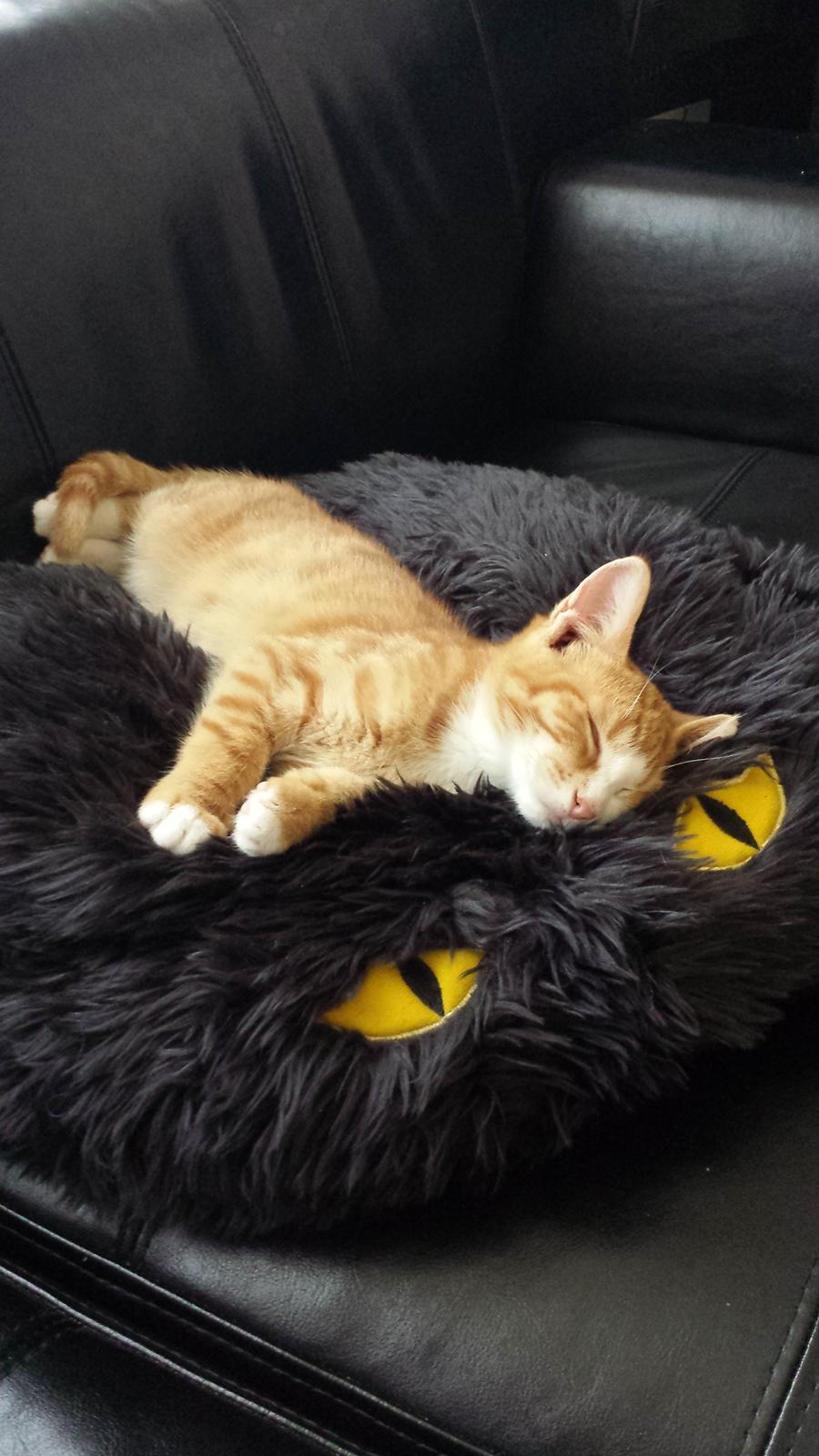 Huskat Vimse billede 9