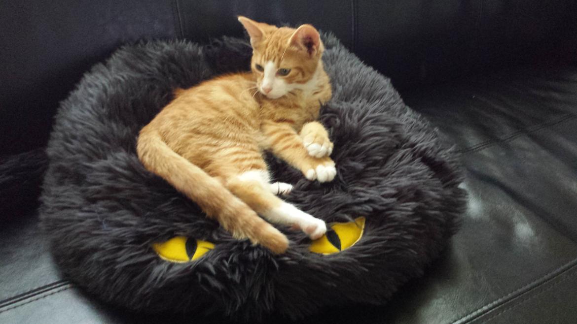 Huskat Vimse billede 10