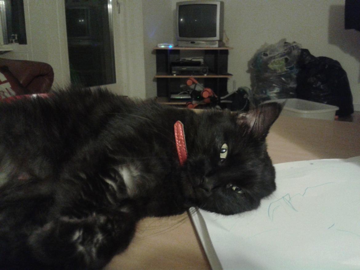 Maine Coon Nala billede 4