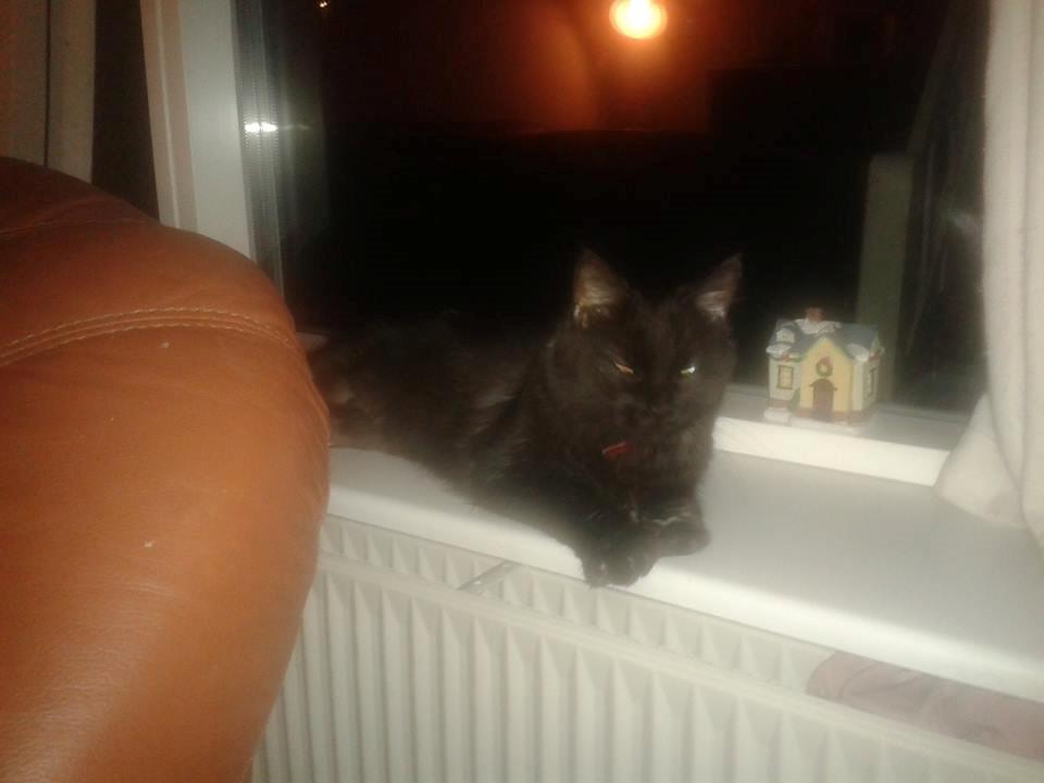 Maine Coon Nala billede 7