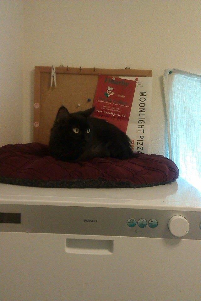 Maine Coon Nala billede 5