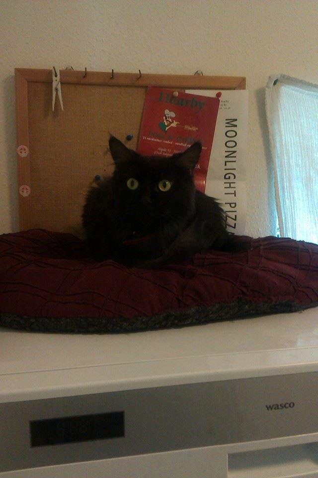 Maine Coon Nala billede 6