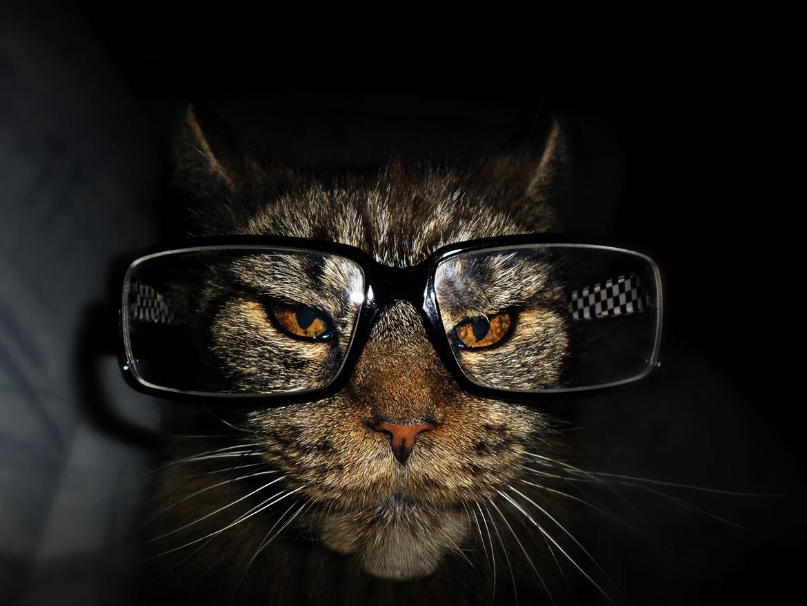 Maine Coon Odessa billede 2