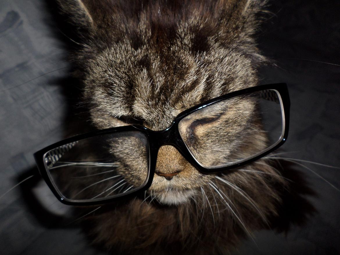 Maine Coon Odessa billede 35