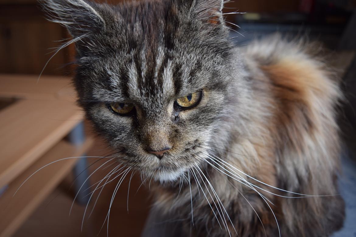 Maine Coon Odessa billede 36