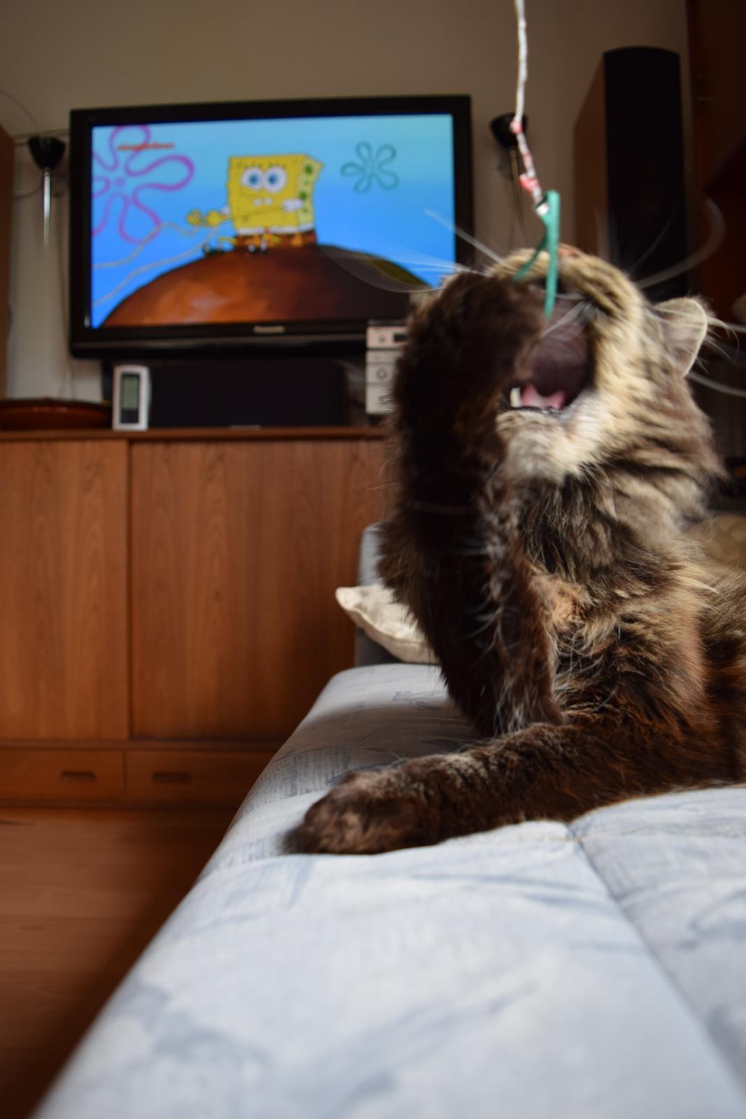 Maine Coon Odessa billede 37