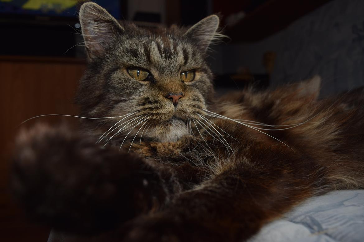 Maine Coon Odessa billede 38