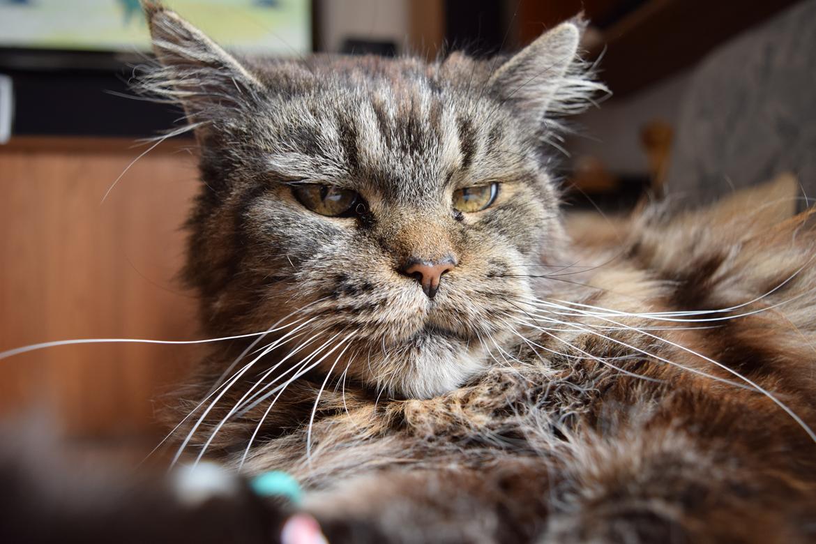 Maine Coon Odessa billede 40