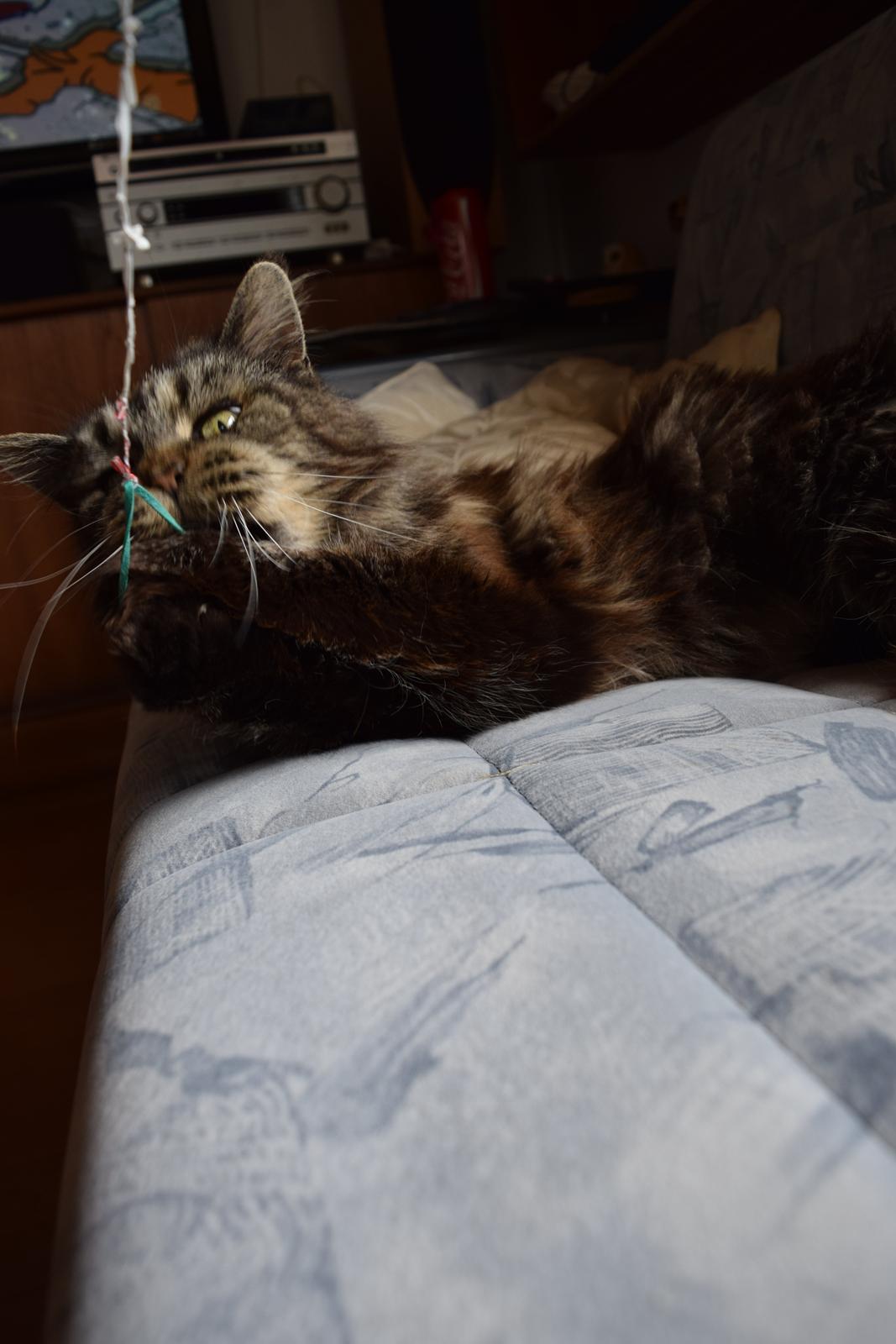 Maine Coon Odessa billede 41