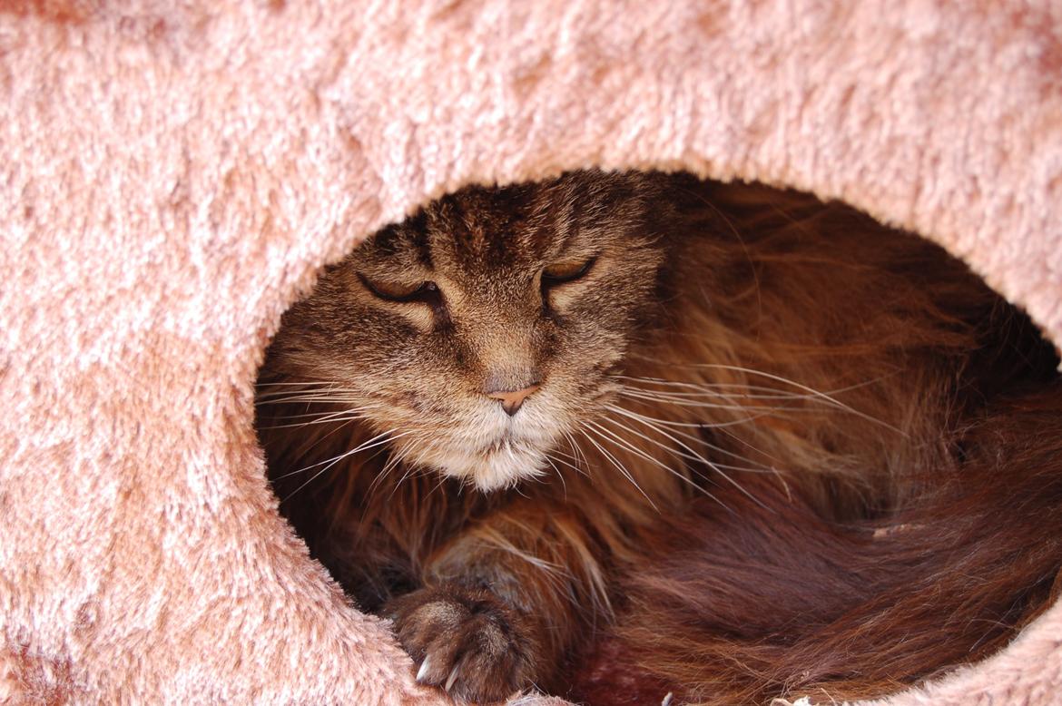 Maine Coon Odessa billede 42