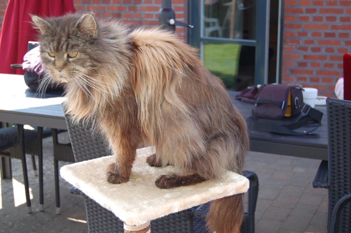 Maine Coon Odessa billede 43