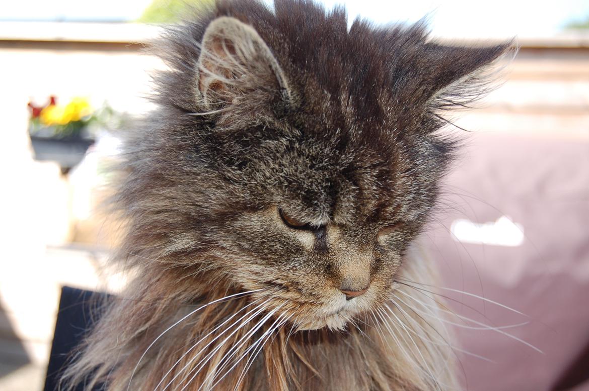 Maine Coon Odessa billede 44