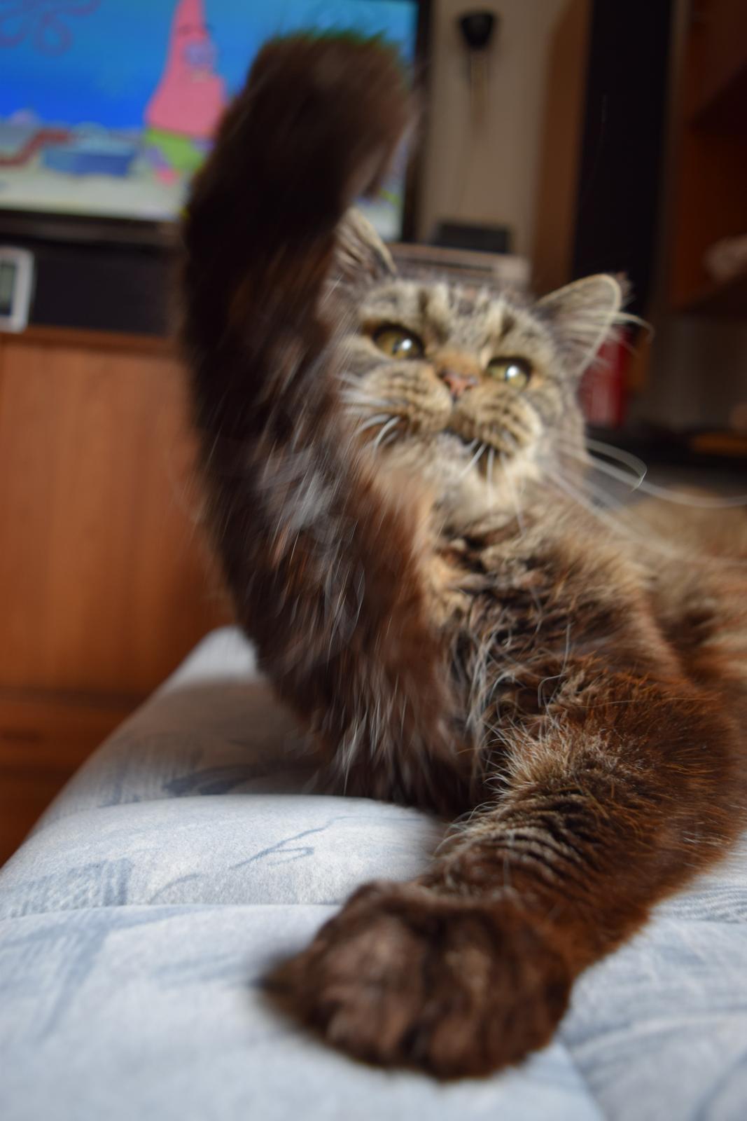 Maine Coon Odessa billede 39