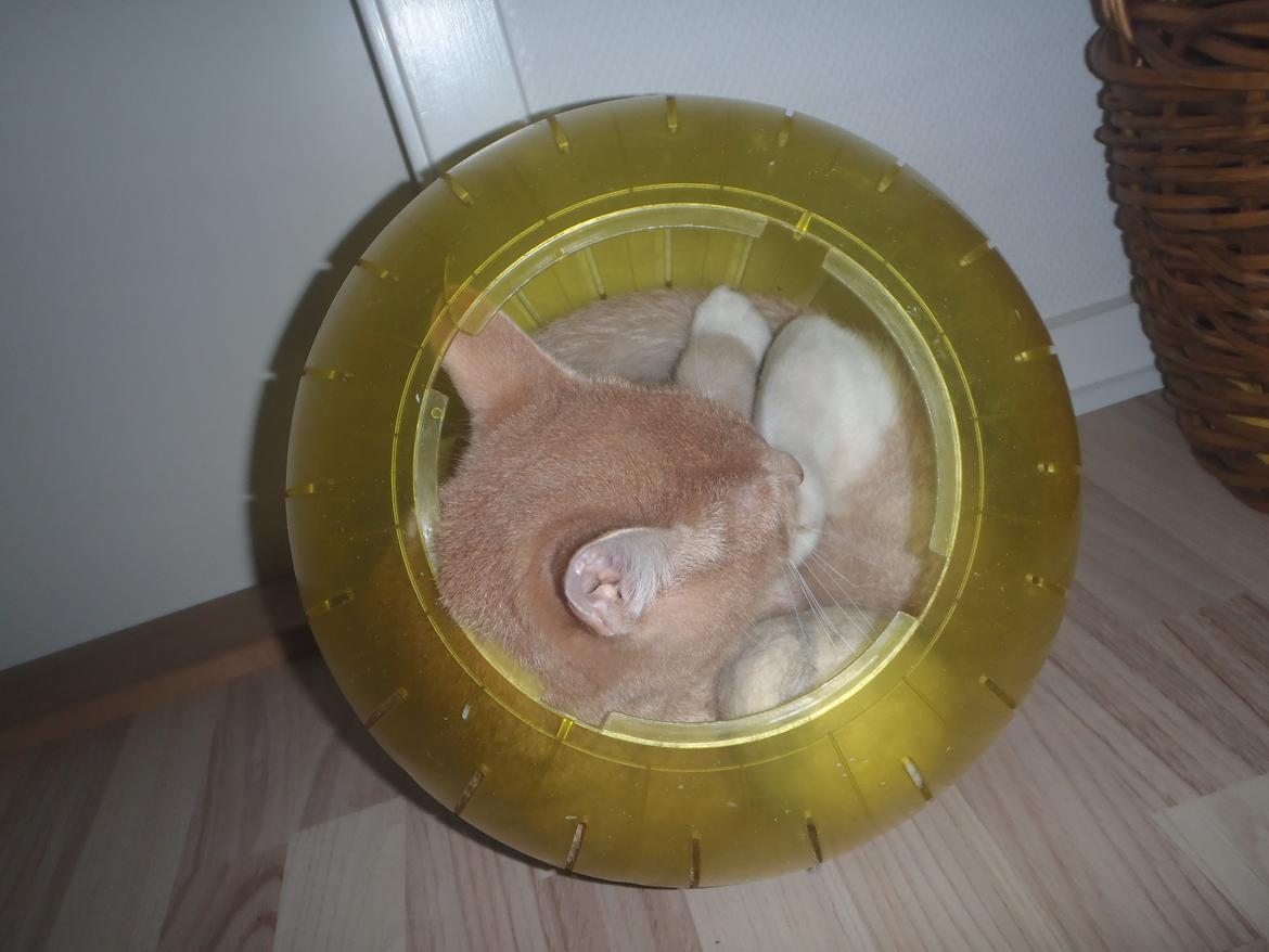 Huskat Simba - Utroligt han kunne være derinde :P billede 2