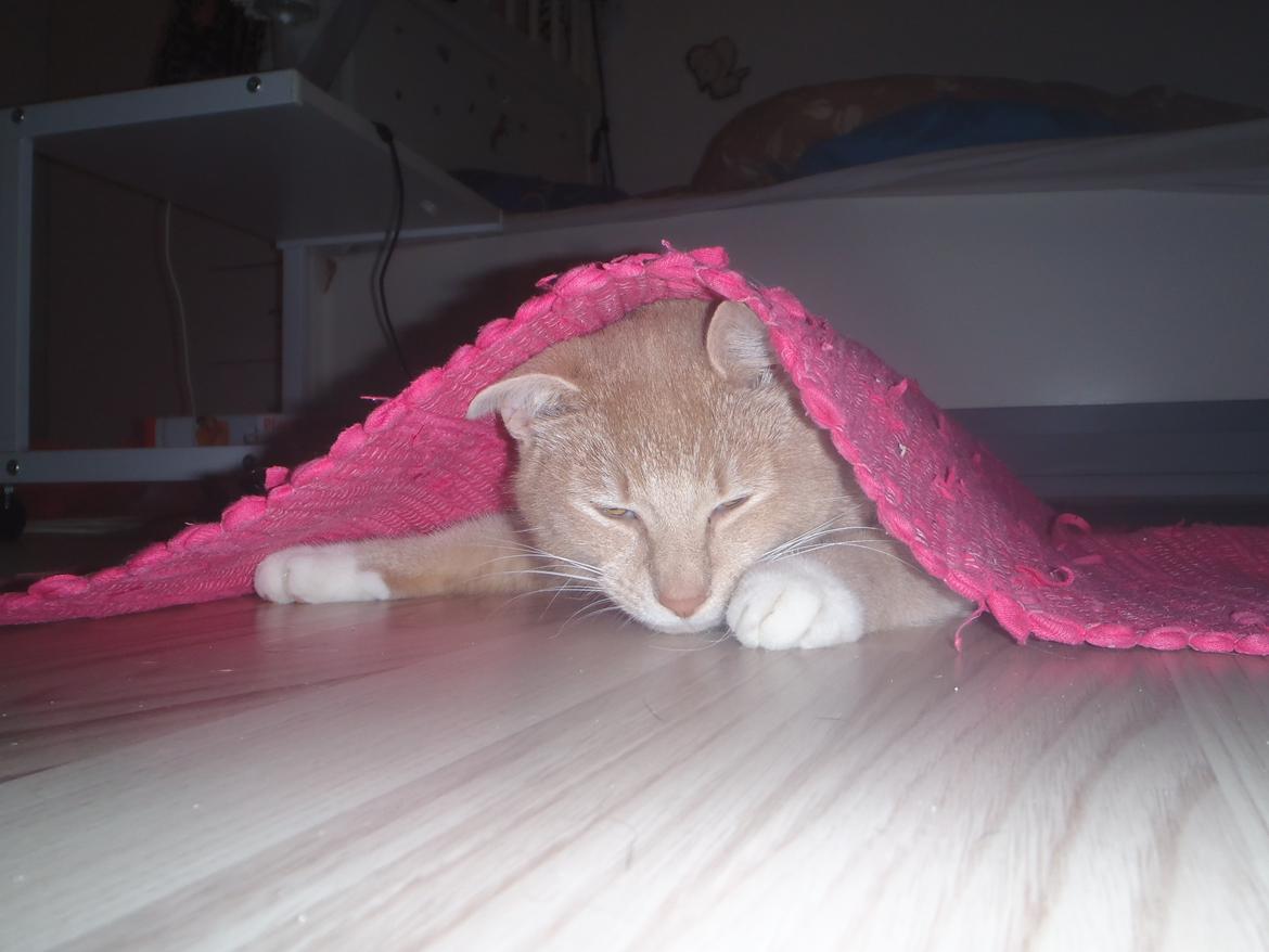 Huskat Simba - Nurrh lille mus da  billede 4