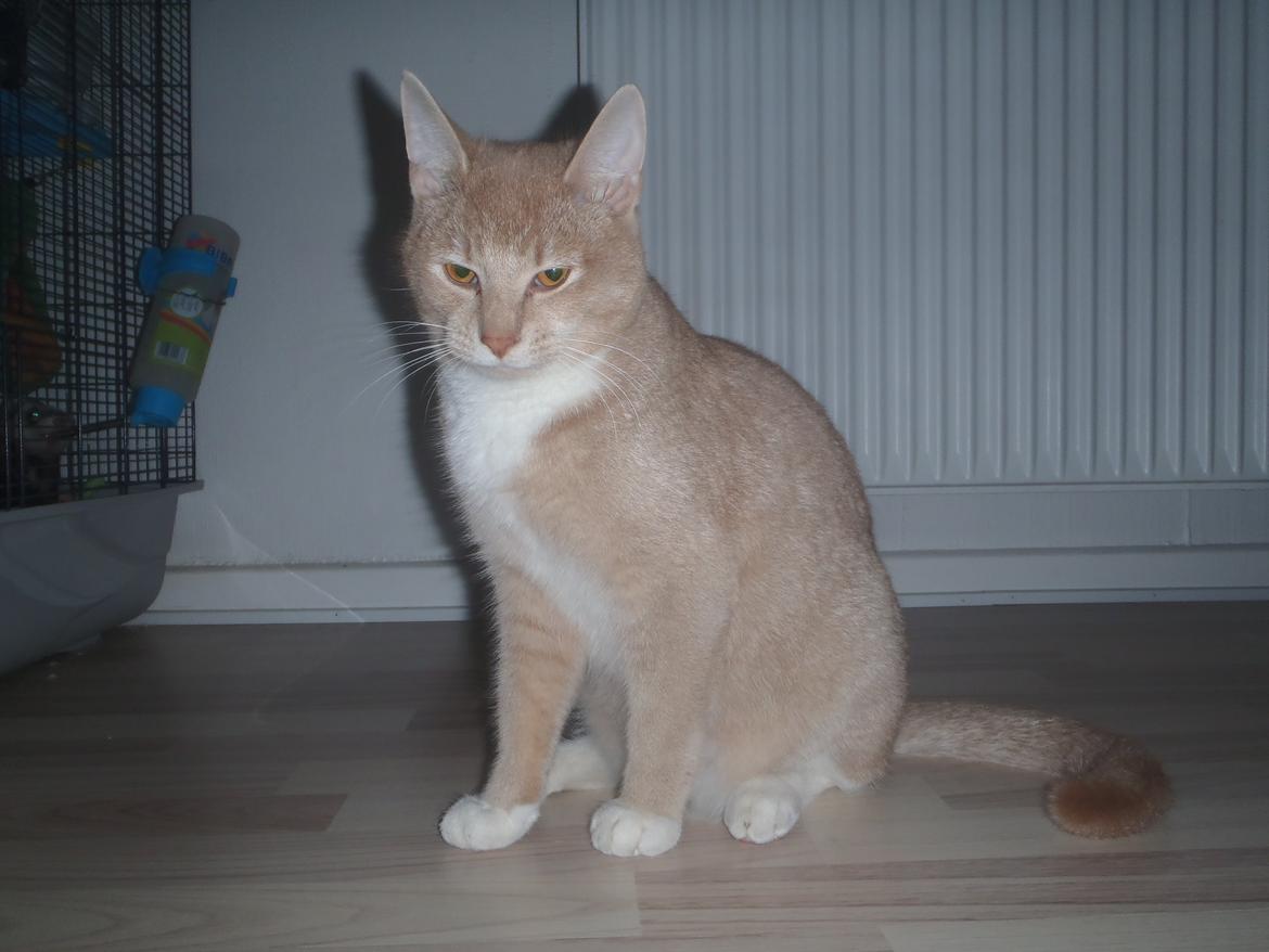 Huskat Simba billede 3