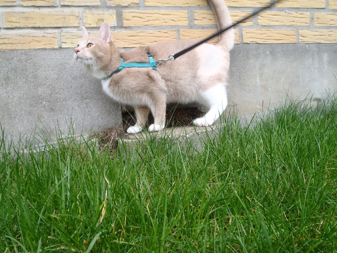 Huskat Simba - En af de første gange udenfor i sele, han var ikke nem at give den på billede 6